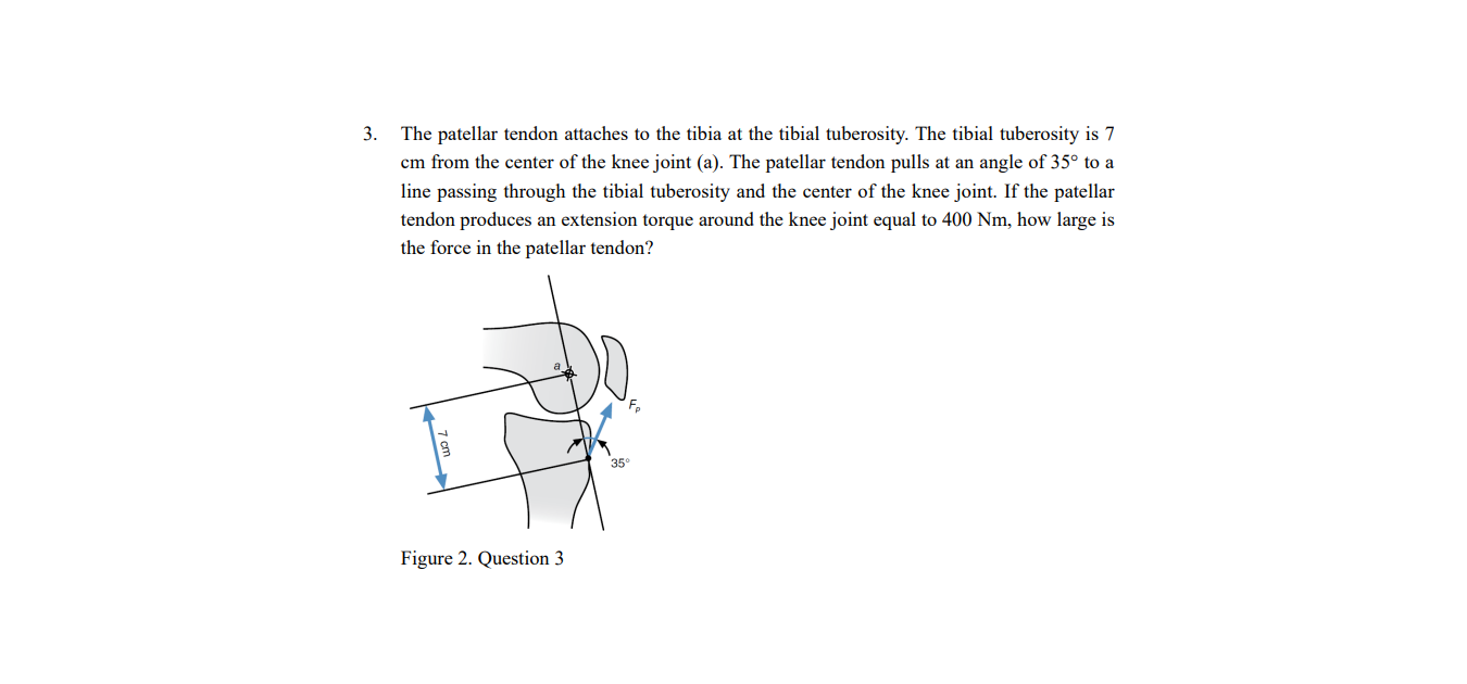 Solved The patellar tendon attaches to the tibia at the | Chegg.com