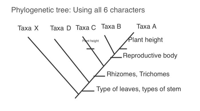 Solved Phylogenetic tree: Using all 6 characters Draw | Chegg.com