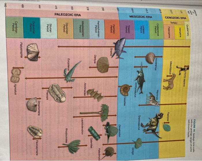 Solved Fossils as Time Indicators cm Use Figure 14, to