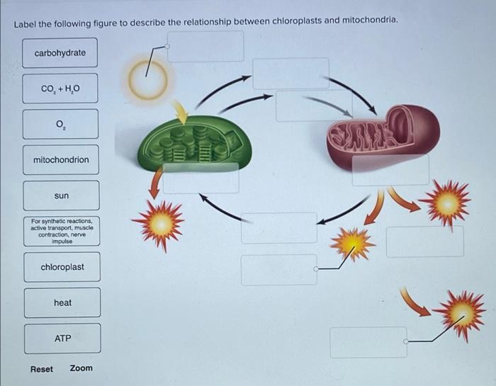 Label the following figure to describe the relationship between chloroplasts and mitochondria.
carbohydrate
CO, +HO
0?
mitoch