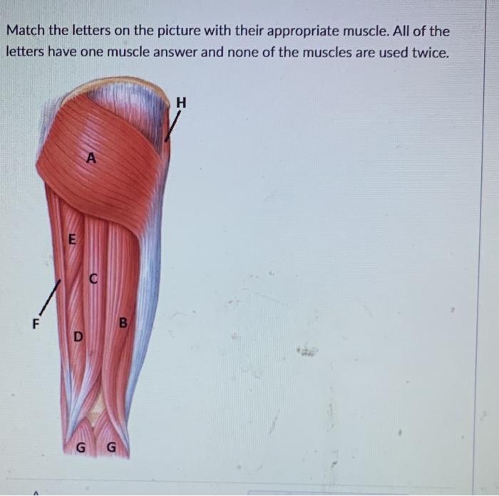 Solved Match the letters on the picture with their | Chegg.com