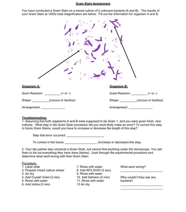 Solved Gram Stain Assignment You have conducted a Gram Stain | Chegg.com