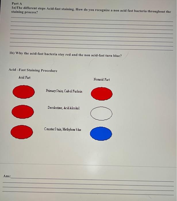 Solved Part A 1a)The different steps Acid-fast staining. How | Chegg.com
