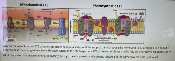 Solved Mitochondrial ETS Photosynthetic ETS Why do the | Chegg.com