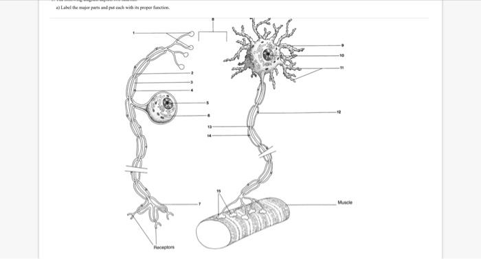 a) Labet the major parts unt pus tach aith its pooper Chegg com