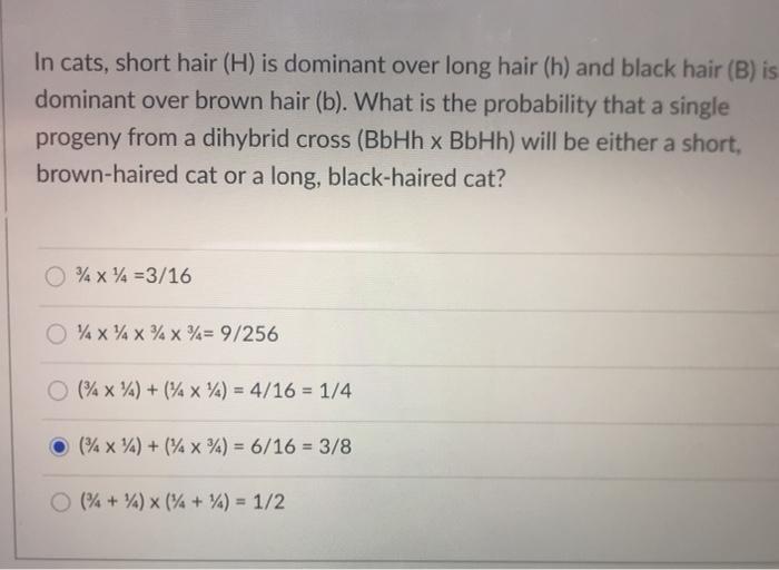Solved In cats, short hair (H) is dominant over long hair | Chegg.com