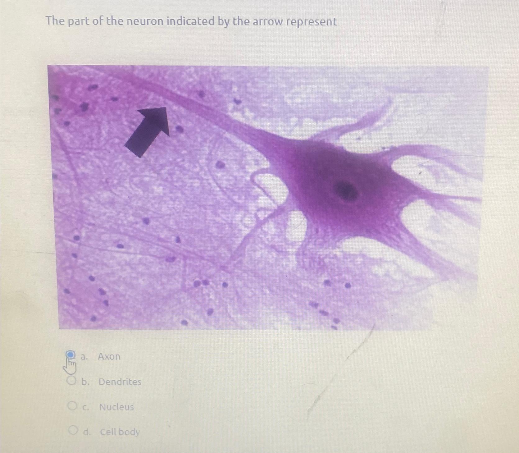 Solved The part of the neuron indicated by the arrow | Chegg.com