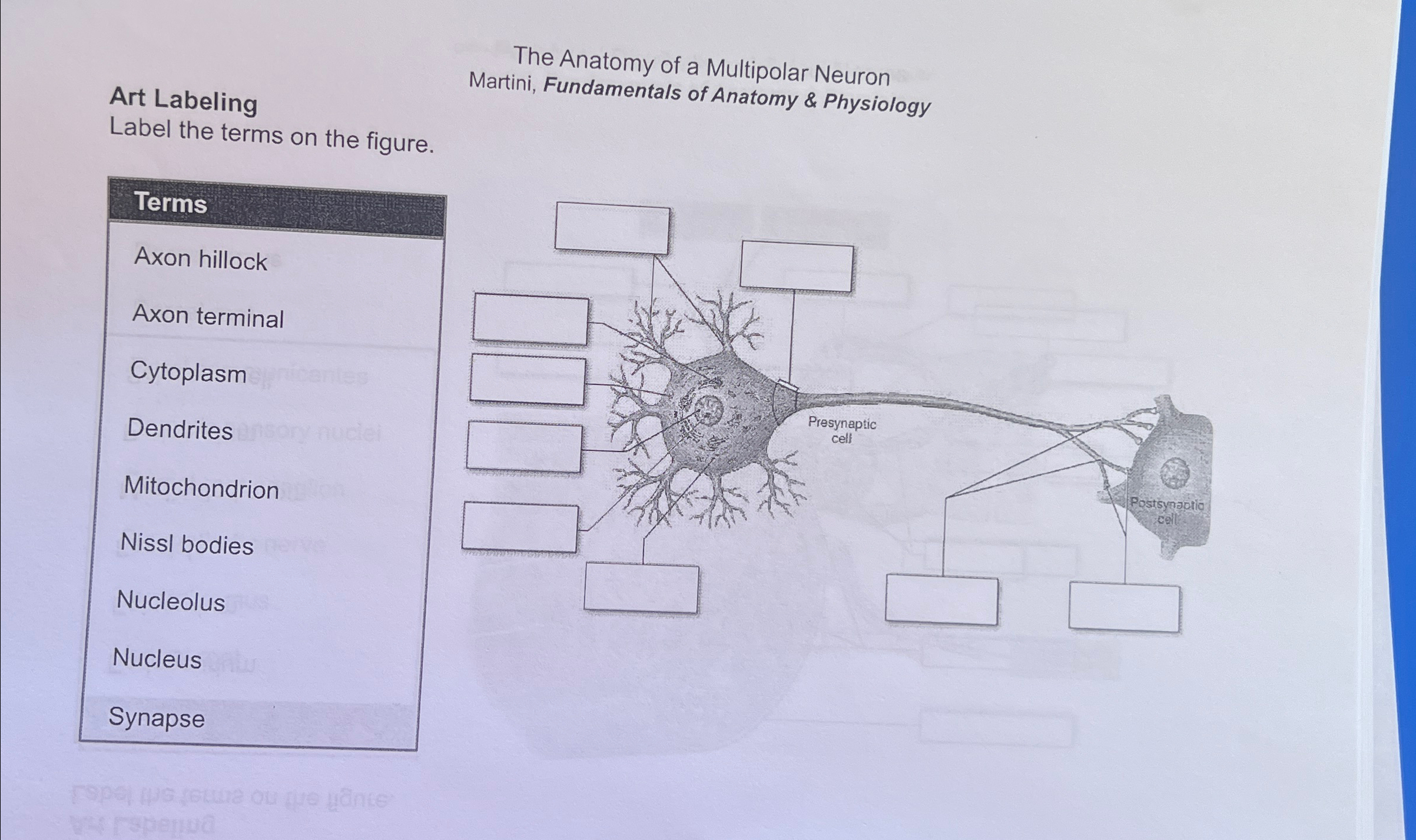 Solved The Anatomy of a Multipolar NeuronArt Labeling | Chegg.com