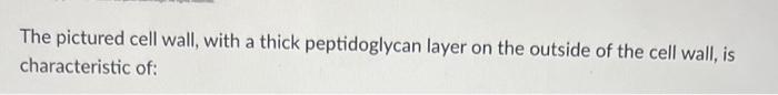 Solved The pictured cell wall, with a thick peptidoglycan | Chegg.com