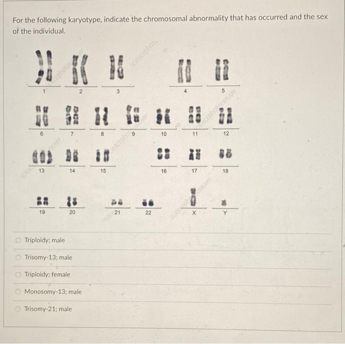 Solved For the following karyotype, indicate the chromosomal | Chegg.com