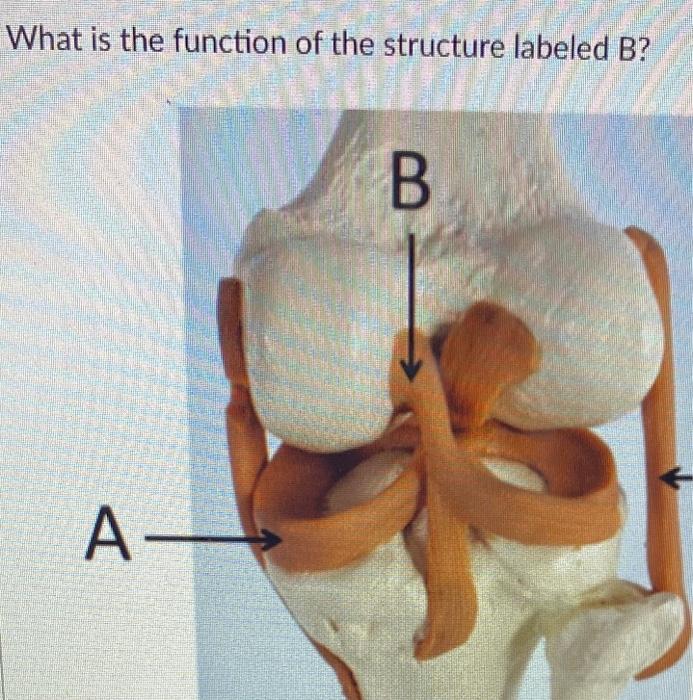 Solved What is the function of the structure labeled B? B A