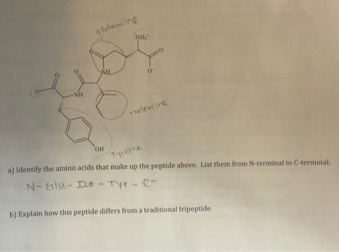 Solved a) Identify the amino acids that make up the peptide | Chegg.com