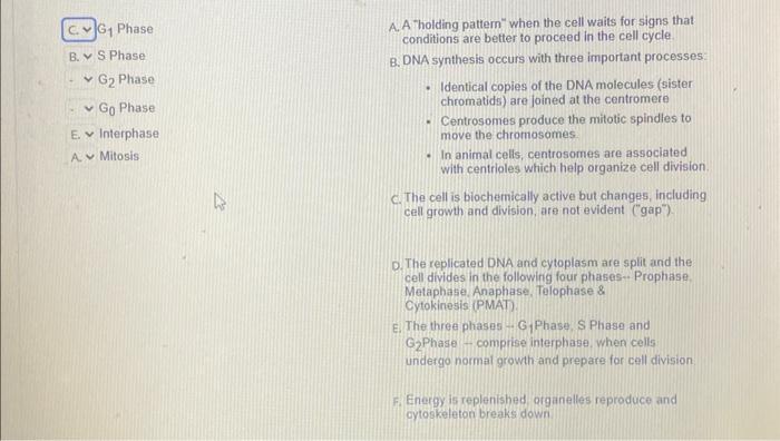 Solved match each phase of the cell cycle with the correct | Chegg.com