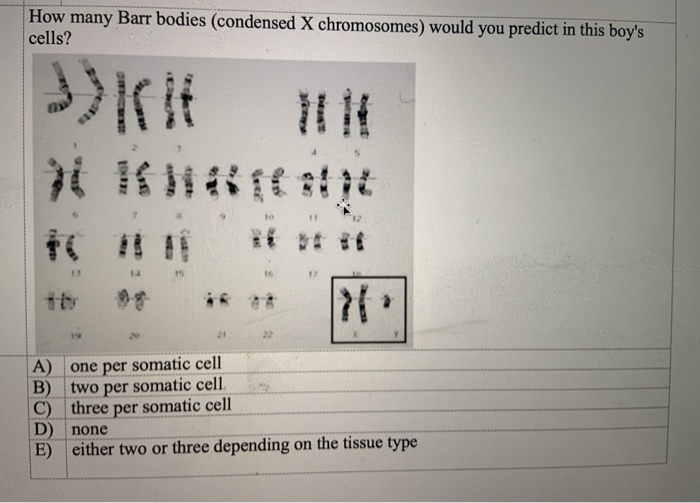 Solved How many Barr bodies (condensed X chromosomes) would | Chegg.com