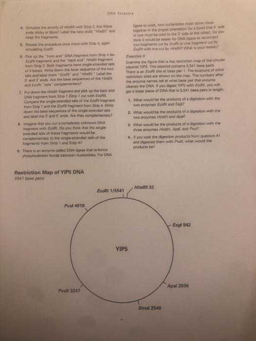 DNA Scissors Introduction to Restriction Enzymes