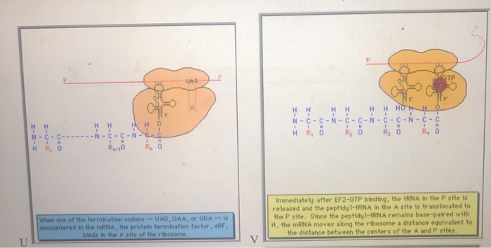 Eukaryotic Translation Order Each Picture Set From Chegg Com