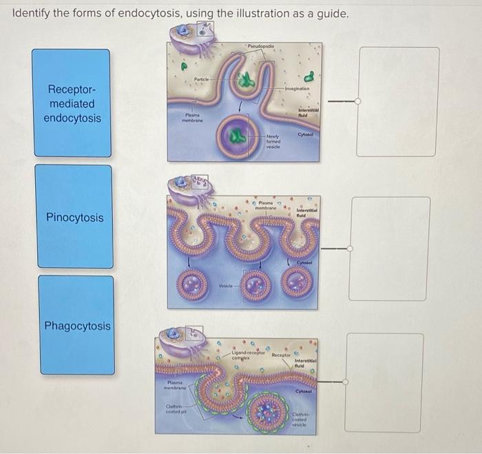 Solved Identify the forms of endocytosis, using the | Chegg.com