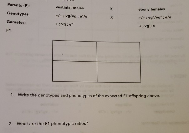 Solved Parents P Vestigial Males X Ebony Females Genot Chegg Com