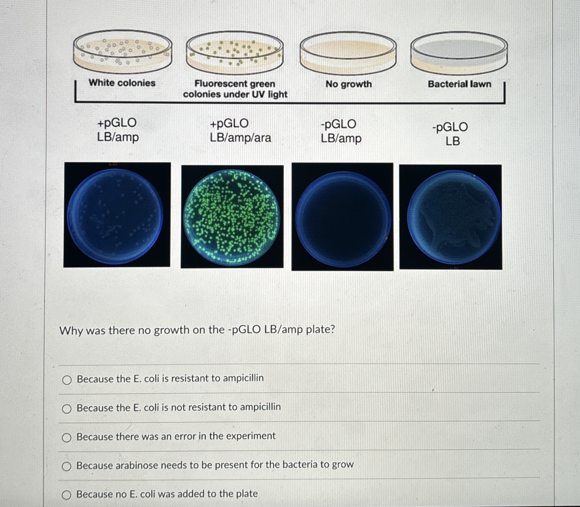 Solved White coloniesFluorescent green colonies under UV | Chegg.com