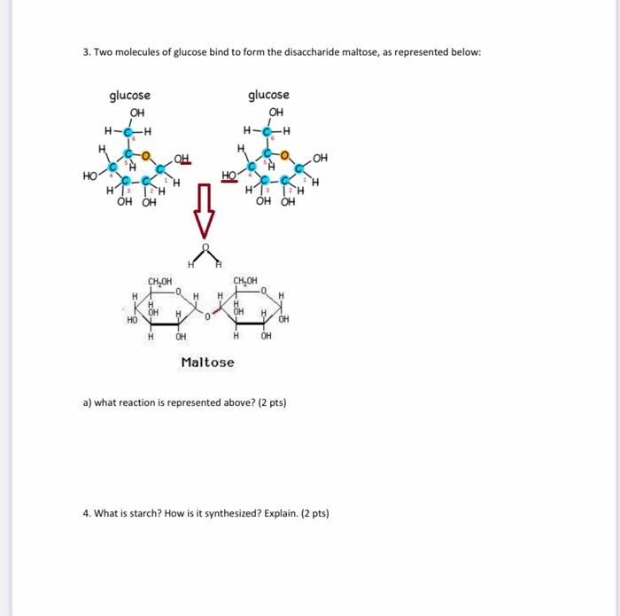 Solved 3. Two molecules of glucose bind to form the | Chegg.com