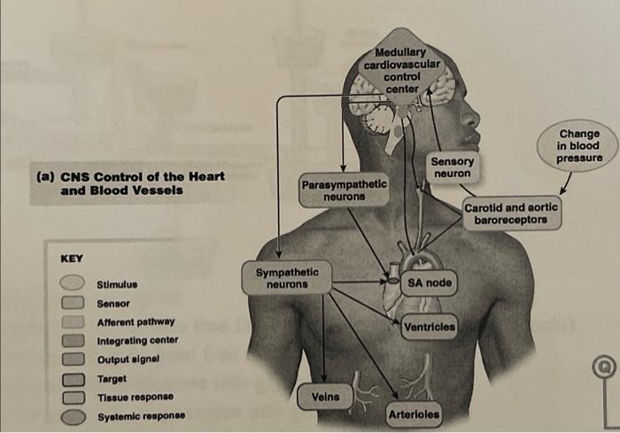 (a) CNS Control of the Heart
and Blood Vessels
KEY
Stimulus
Sensor
Afferent pathway
Integrating center
Output aignal
Target
T