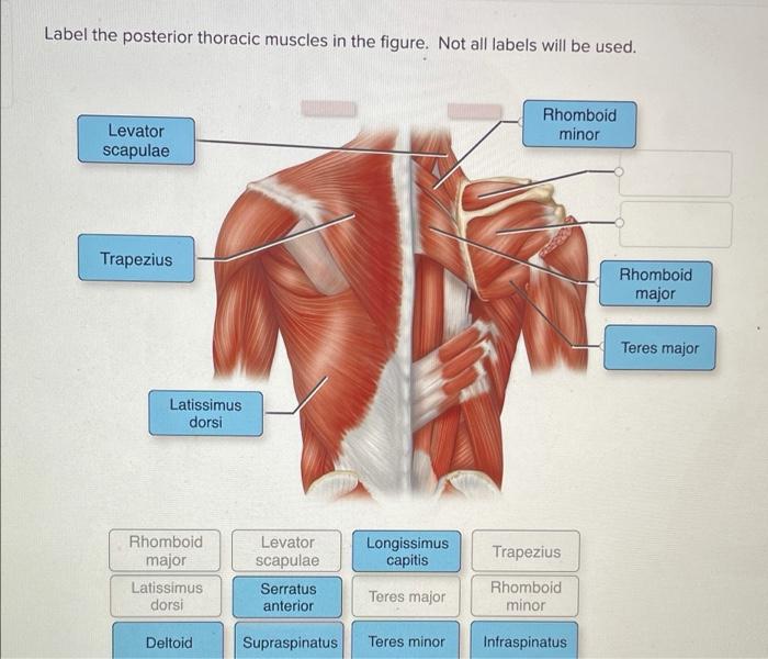 Solved Label the posterior thoracic muscles in the figure. | Chegg.com