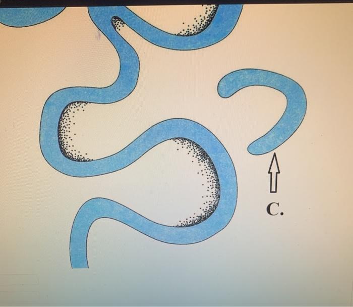 Solved Label the features of the stream: SA. | Chegg.com