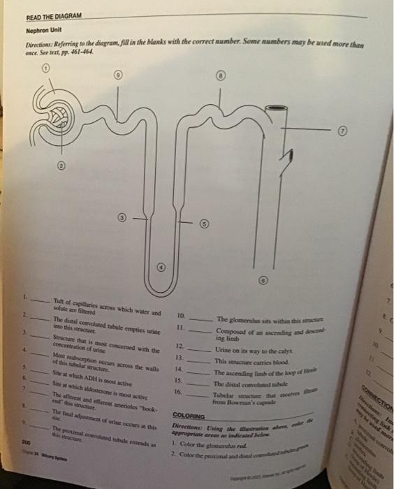 Nephron Unit
Dirctions: Refcrisg ta the diogram, fill in the blanks with the correct mumber. Some numbers may be used more th