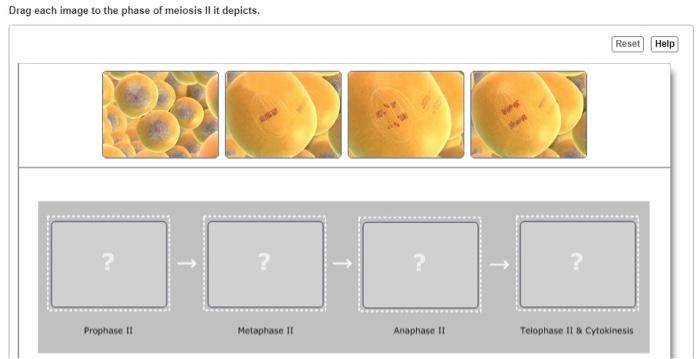 Solved Drag each image to the phase of meiosis II it | Chegg.com