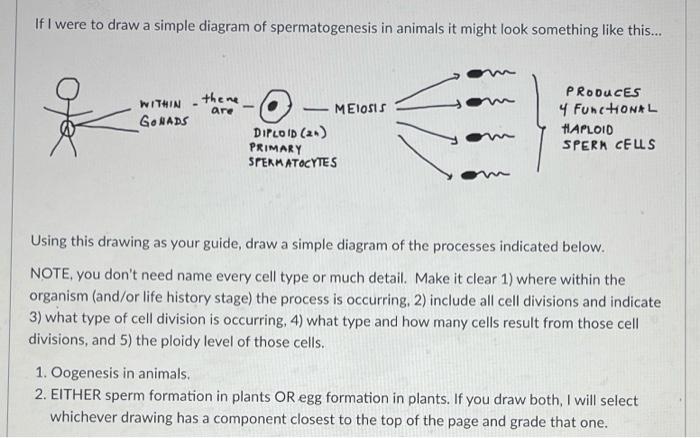 Solved If I were to draw a simple diagram of spermatogenesis 