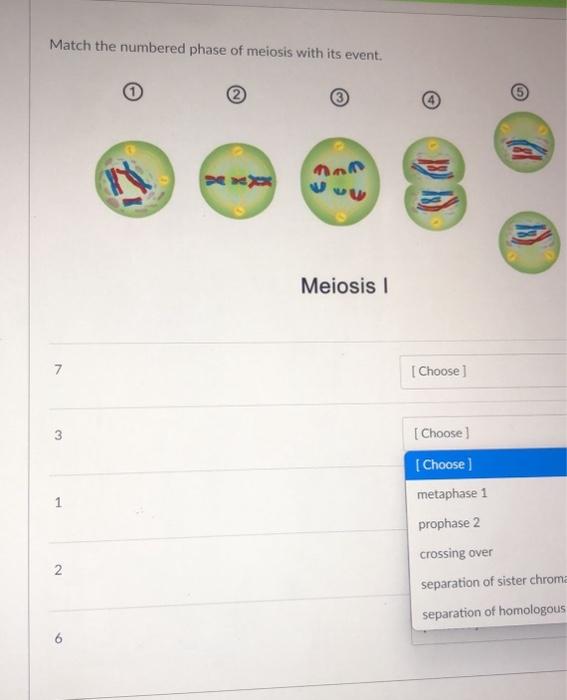 Solved Match the numbered phase of meiosis with its event. | Chegg.com