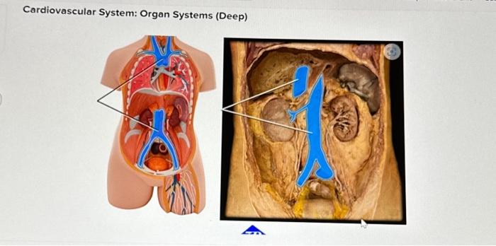 Solved Cardiovascular System: Organ Systems (Deep) | Chegg.com