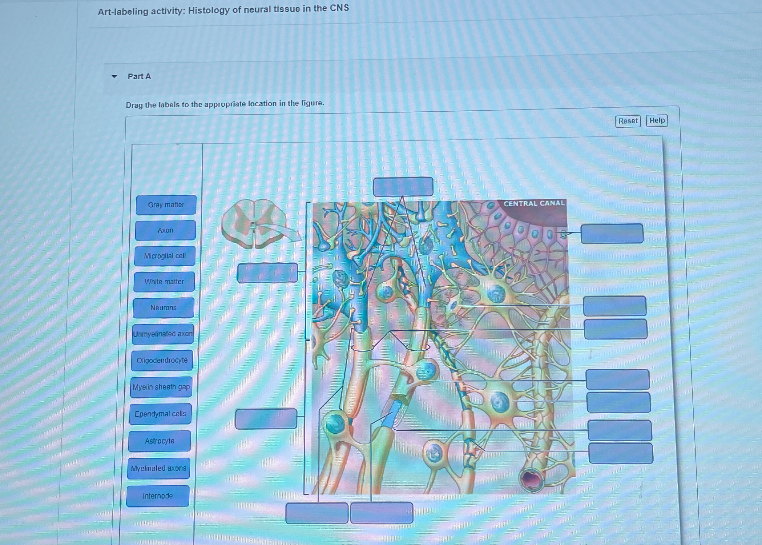 Solved Art-labeling activity: Histology of neural tissue in | Chegg.com