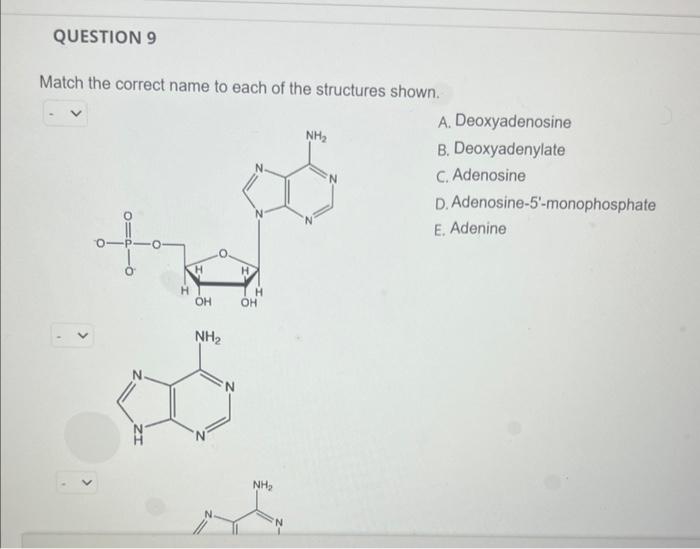 Solved Match the correct name to each of the structures | Chegg.com