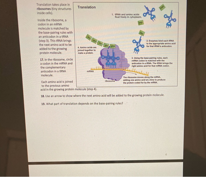 How Do Genes Influence Our Characteristics