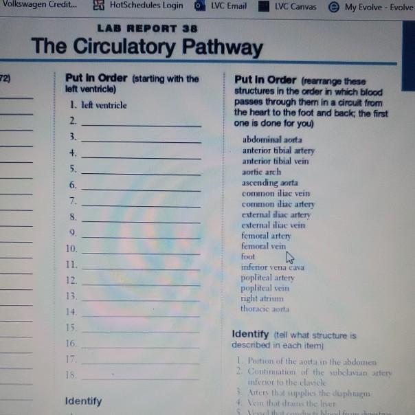 lab report 38 the circulatory pathway page 379 put in