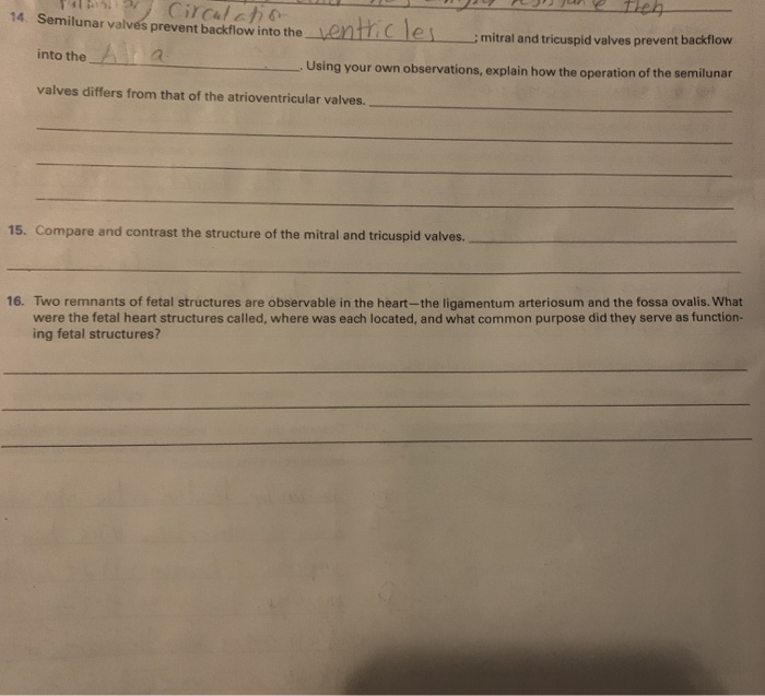 Solved 14. Semilunar valves prevent backflow into the
