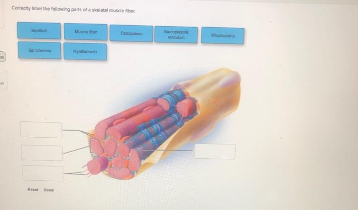 Solved Correctly label the following parts of a skeletal | Chegg.com
