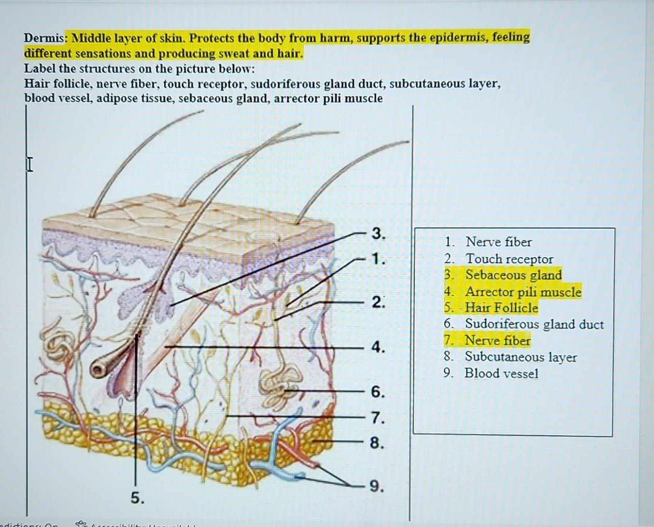 Solved Dermis Middle Layer Of Skin Protects The Body From 