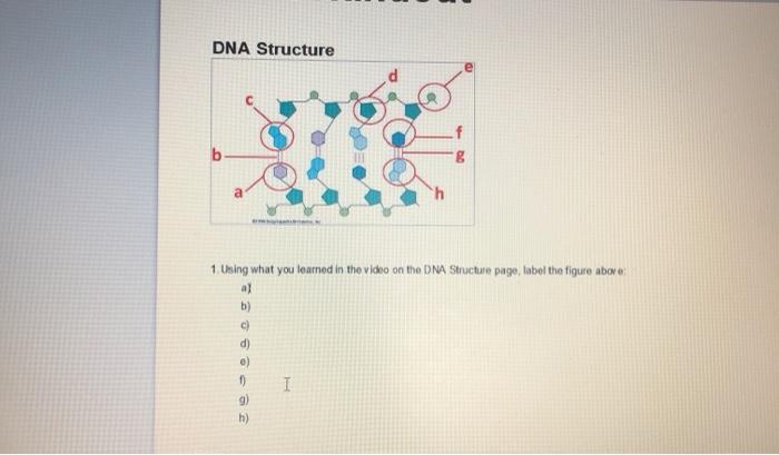 Solved DNA Structure B а 1 Using What You Learned In The | Chegg.com