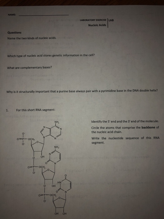Solved NAME LABORATORY EXERCISE LAB Nucleic Acids Questions