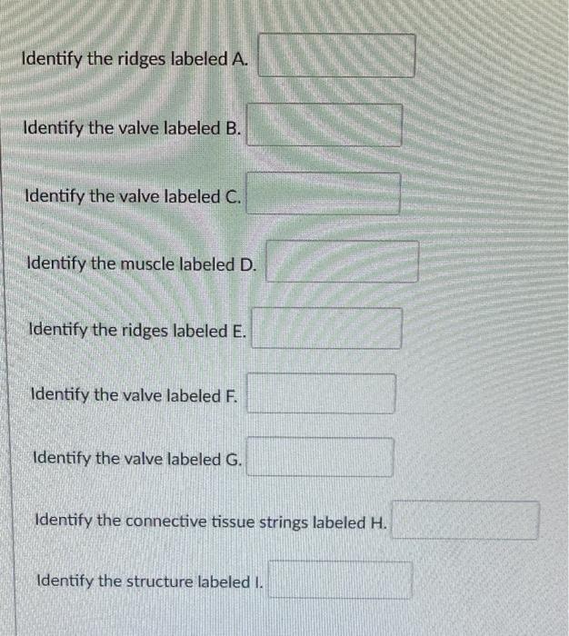 Solved А B -F COM D G H Identify the ridges labeled A. | Chegg.com