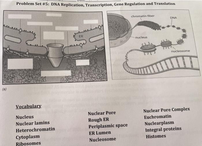 Solved Problem Set #5: DNA Replication, Transcription, Gene | Chegg.com