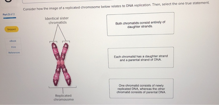 Solved Consider how the image of a replicated chromosome | Chegg.com