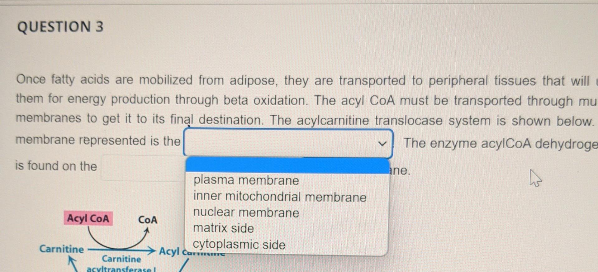 Solved Once fatty acids are mobilized from adipose, they are