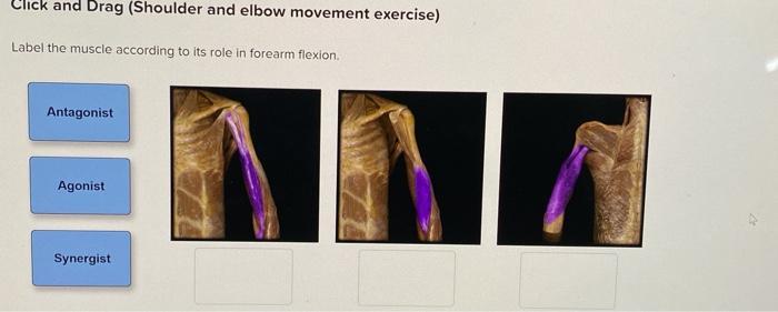 Solved Click And Drag (Shoulder And Elbow Movement Exercise) | Chegg.com