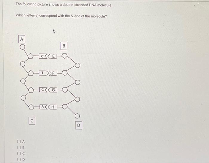 Solved The Following Picture Shows A Double Stranded Dna