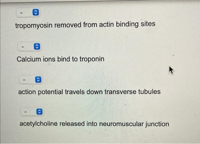 Solved Place the following steps of muscle contraction and | Chegg.com