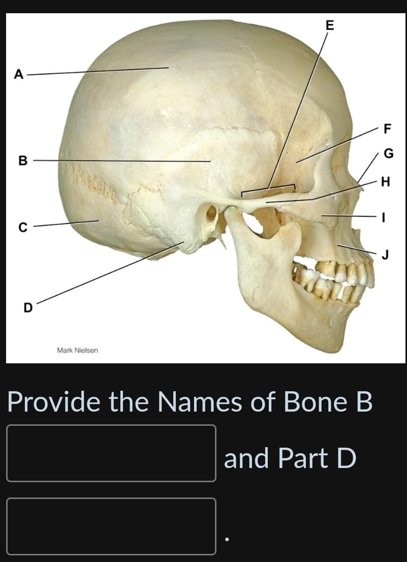 Solved Provide The Names Of Bone B And Part D | Chegg.com