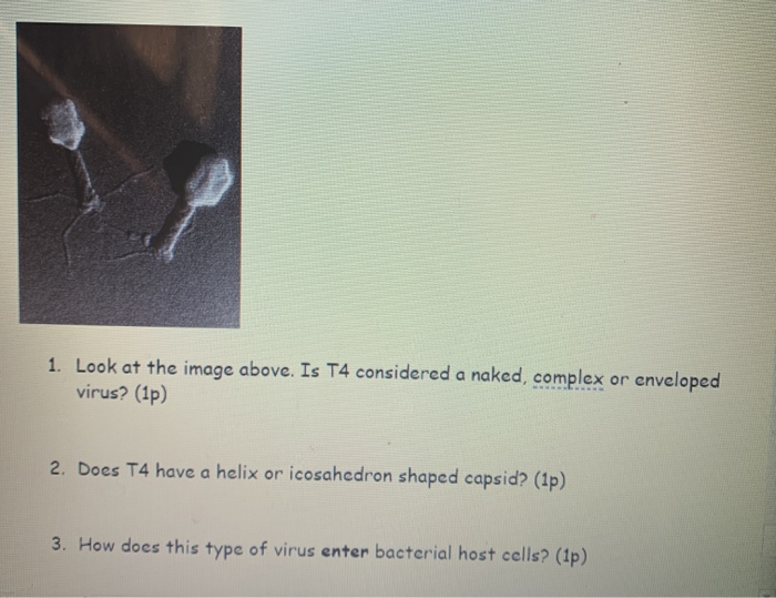 Solved 1 Look At The Image Above Is T4 Considered A Naked Chegg Com